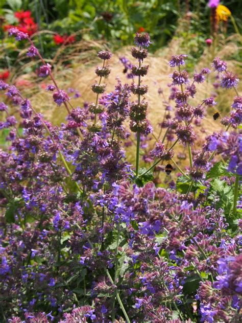 Catmint Six Hills Giant Nepeta Six Hills Giant Growing Guides