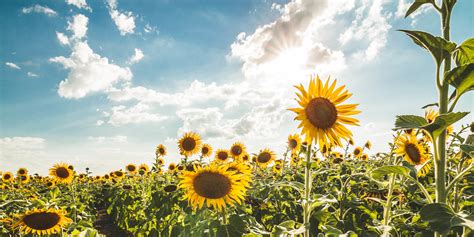 Top 61 Imagen Que Es La Flor De Girasol Abzlocal Mx