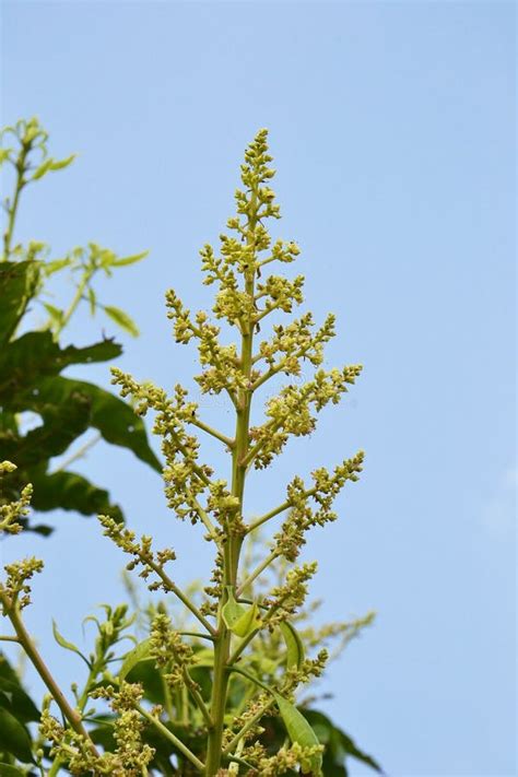 Mango flower on tree stock photo. Image of flowers, sweet - 183528448