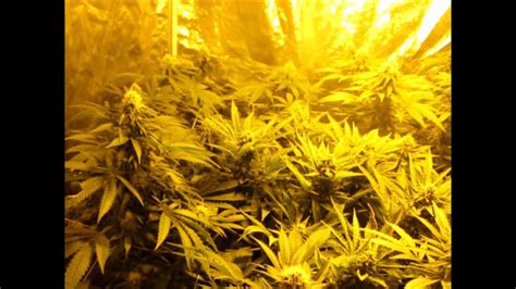 Big Buddhas Cheesus Day 35 Subcool Super Soil Itc Style Youtube