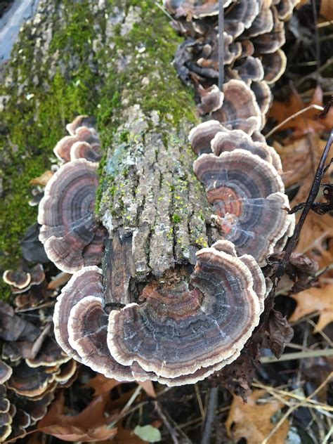 Follow Our Map To See Exactly Where To Buy Turkey Tail - RYZE Superfoods