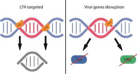 Schematic representation of how CRISPR-Cas9 gene editing could affect ...