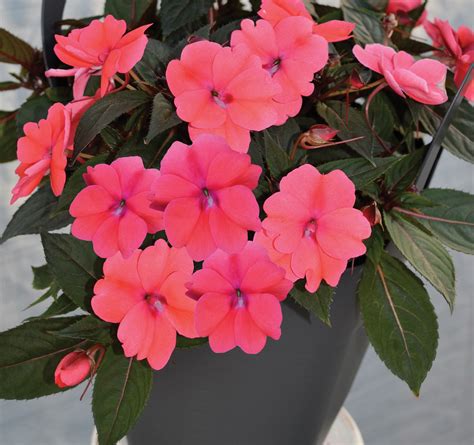 Sunpatiens Mixed - Pohlmans The Plant People - Phone 07 5462 0477