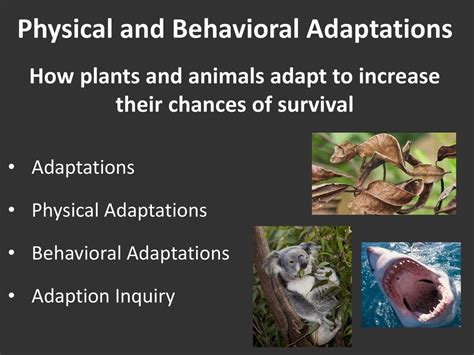 Physical And Behavioral Adaptations How Plants And Animals Adapt To