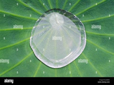 Water Drop On Lotus Leaf Stock Photo Alamy