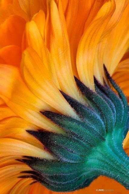 💛💛🌼 | Sunflower pictures, Sunflower art, Sunflower