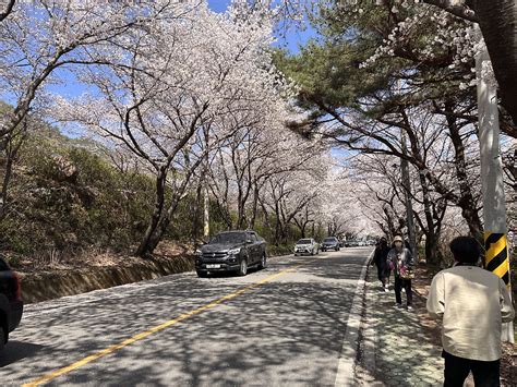 하동 벚꽃 만개 시기 십리벚꽃길 벚꽃 구경