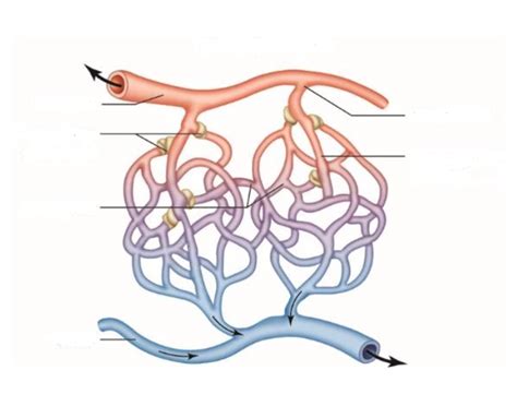 Capillaries and Regulation of Blood Flow Quiz