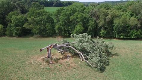 Storm-Battered 'Shawshank Redemption' Oak Tree to Get New Life, Owner Says | The Weather Channel