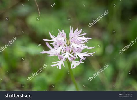 Naked Man Orchid Italian Orchid Orchis Stock Photo Shutterstock
