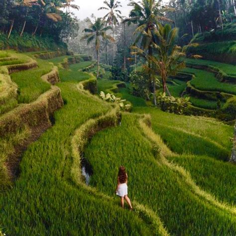 Bali Rice Terraces Water Temple Waterfall Private Tour