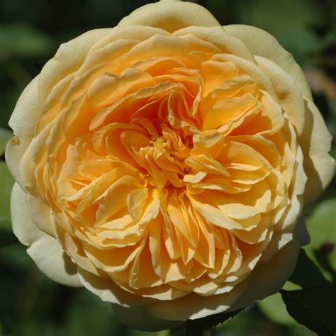 Teasing Georgia ® | Rose, gelb, 100 - 375 cm x 200 cm (David Austin ...