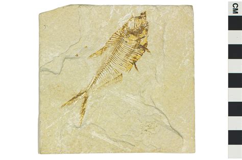 Fossil Ray-finned Fish | Smithsonian Institution