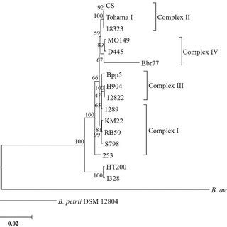 Neighbour Joining Phylogenetic Tree Based On Concatenated Sequences Of