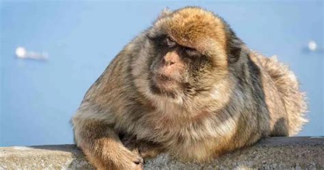 Macaque Behavior - AnimalBehaviorCorner