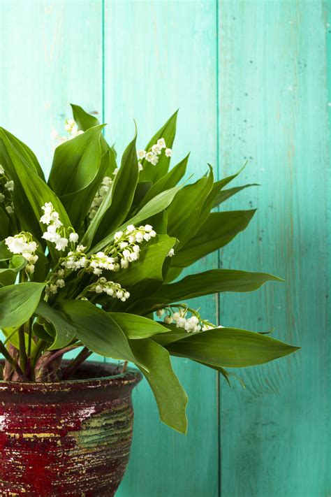 White Flowering House Plants