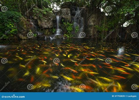 Koi Fish In Pond At The Garden With A Waterfall Stock Photo Image Of