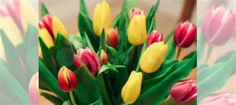Тюльпаны купить в Пскове | Товары для дома и дачи | Авито