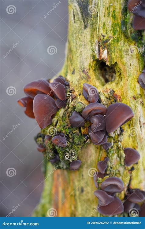 Forest Tree Mushrooms Edible Mushroom Auricularia Auricula Judae