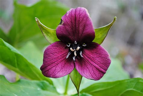 West Virginia Native Wildflowers The Big Year 2013 April 2014