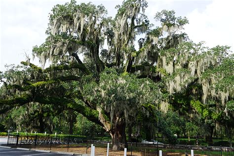 Trees in Savannah - Trees to See... Savannah