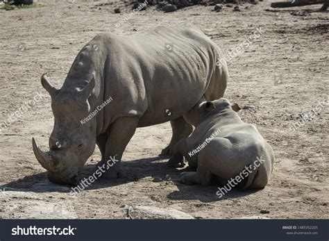 Rhino feeding Images, Stock Photos & Vectors | Shutterstock