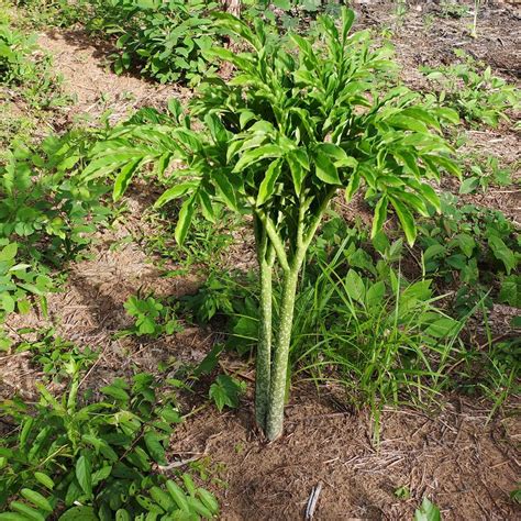 Amorphophallus Paeoniifolius Pha Tad Ke Botanical Garden