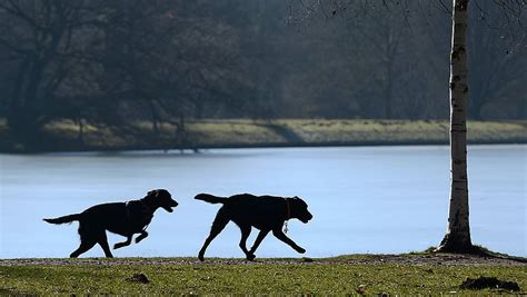 Hundesteuer Gro E Unterschiede In Nrw Nw De