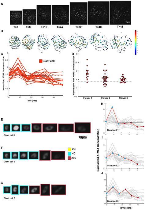 Figures And Data In Fluctuations Of The Transcription Factor Atml