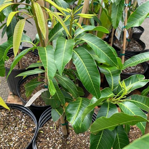 Puspita Nursery Nam Doc Mai Mango Grafted Live Plant Puspita Nursery