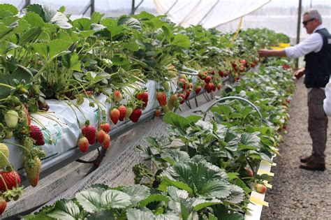 Macro túnel con plantas de frutillas sobre mesas en dos niveles