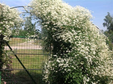 Клематис жгучий мелкоцветковый белый: фото, посадка и уход, отзывы
