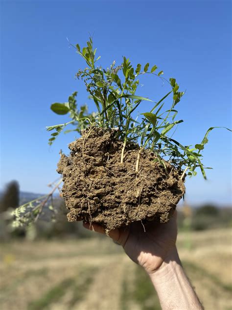 Corso Introduttivo Alla Viticoltura Biodinamica Professionale Cambium