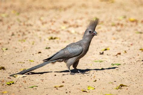 17 Garden Birds of South Africa (With Pictures)