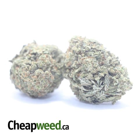 Buy Bulk SFV OG Strain Cheap Weed Pounds Reviews