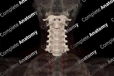 Cervical Vertebrae | Complete Anatomy