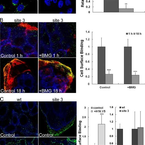 Analysis of secondary HS binding sites. (A) Structural analysis of the... | Download Scientific ...