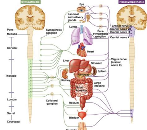 Exam 2 Somatic And Autonomic Nervous System Flashcards Quizlet