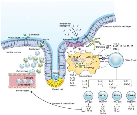 Intestinal Immune System Il Interleukin Ifn Interferon Tnf Tumor