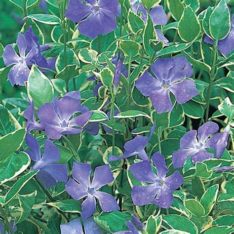 Vinca major 'Variegata' — Plant Wholesale FlorAccess