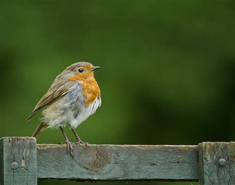 Robin Bird Hd Background Wallpaper 75706 Baltana Images