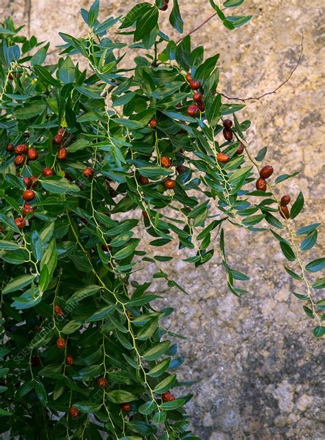 Jujube (Ziziphus jujuba) tree in fruit - Stock Image - C033/7868 ...