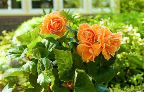 Бегония клубневая