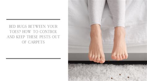 Bed Bugs Between Your Toes How To Control And Keep These Pests Out Of