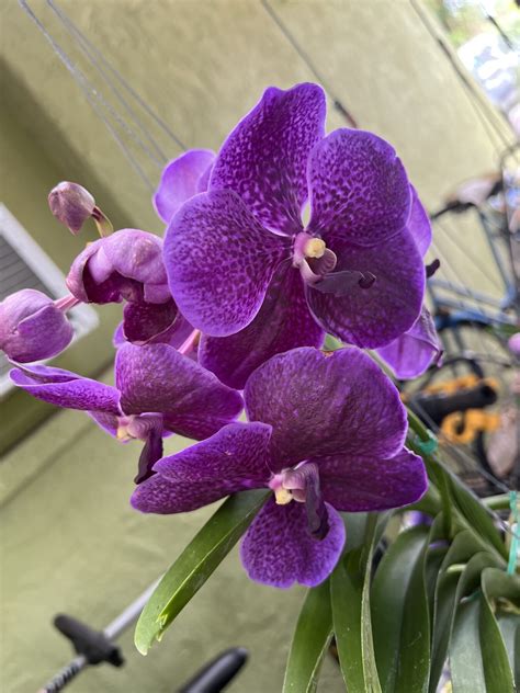 Vanda Orchid - Blue Pagoda & Evolution Orchids LLC