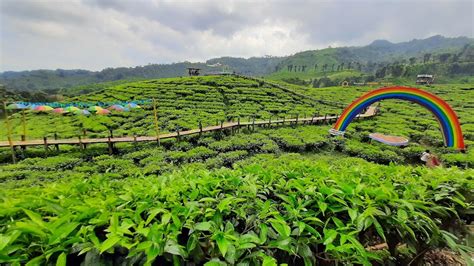 Menyelusuri Keindahan Kebun Teh Terbaik Di Indonesia Tempat Yang