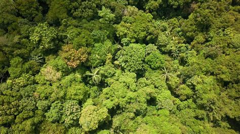 Florestas Sustentáveis Clima Estável O Impacto Positivo das Árvores