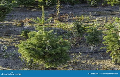 Fresh Christmas Tree Seedlings on Farm in Sunlight Stock Photo - Image ...