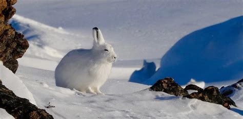 Arctic Hare: Characteristics, Diet, Facts & More [Fact Sheet]