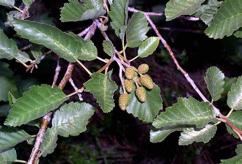 Alnus